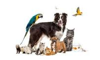Pets and Their Needs gives us options of how to care for our pets